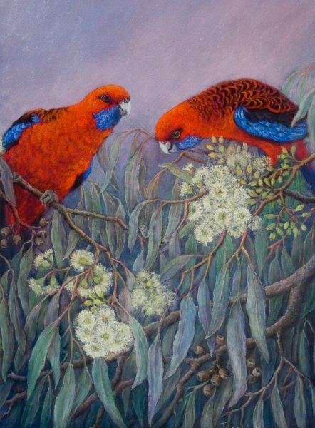 Foraging in gum blossom.jpg